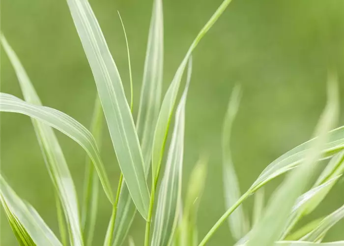 Hakonechloa macra 'Albostriata'