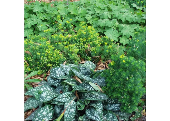 Thüringer Blütensaum Mischpflanzung