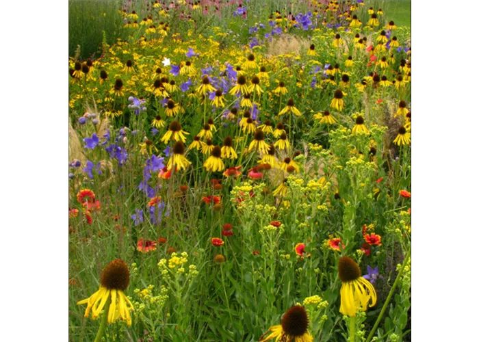 Indianersommer Mischpflanzung