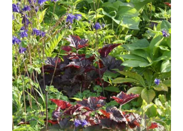 Schattenzauber Mischpflanzung