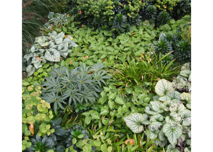 Schattenkabinett Mischpflanzung