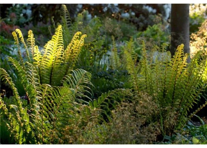 Schattenspiel Mischpflanzung
