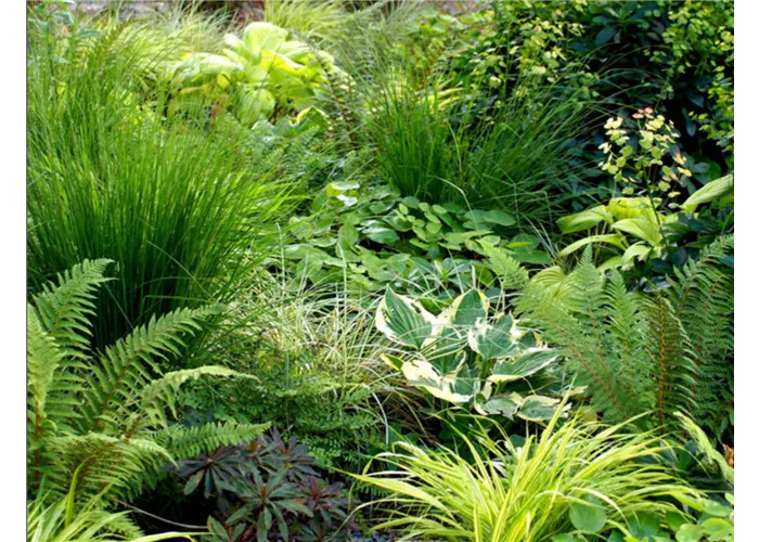 Schattengold Mischpflanzung