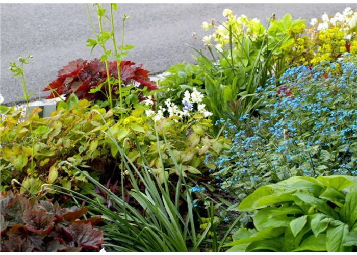 Schattenjuwelen Mischpflanzung