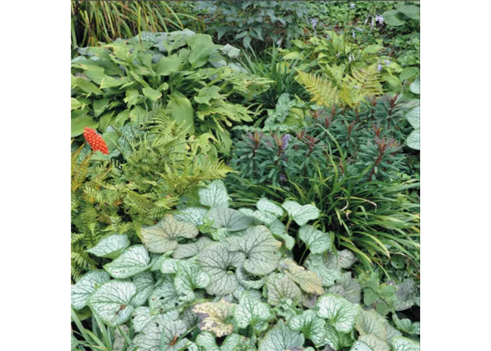 Schattenglanz Mischpflanzung