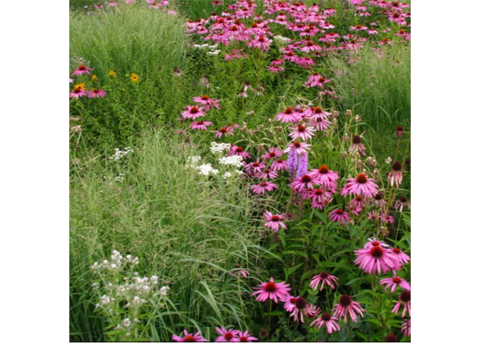 Präriesommer Mischpflanzung