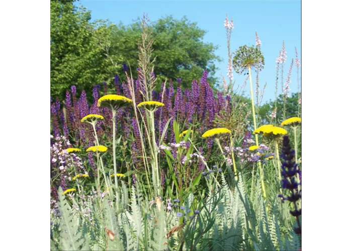 Blütenschleier Mischpflanzung