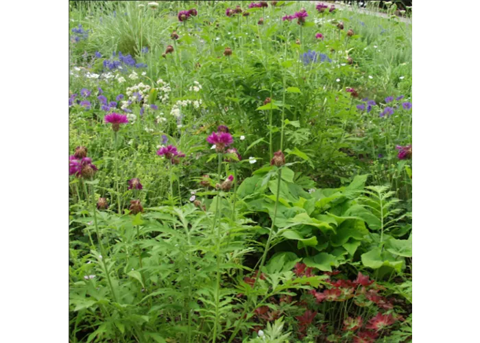 Farbensaum Mischpflanzung