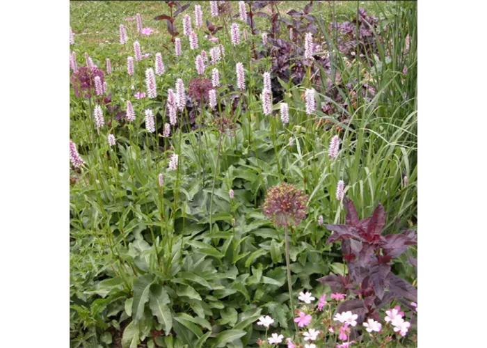 Pink Paradise Mischpflanzung