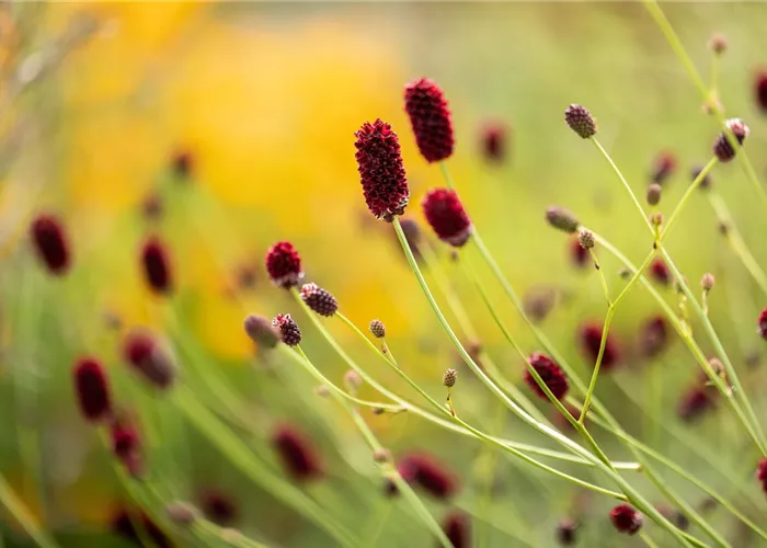 Sanguisorba officinalis
