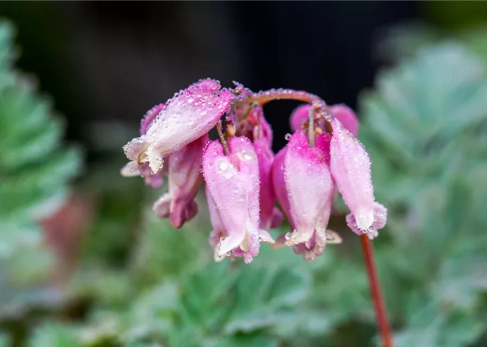 Dicentra formosa 'Luxuriant'