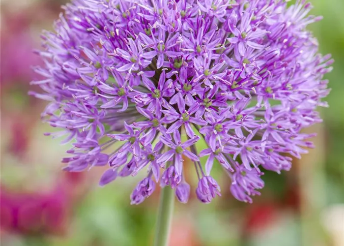 Allium x macleanii 'Globemaster' Allium x macleanii 'Globemaster'