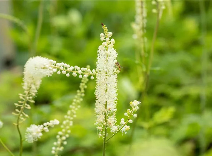 Garten-Oktober-Silberkerze 'White Pearl'