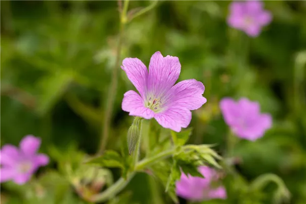 Oxford-Garten-Storchschnabel 'Claridge Druce'