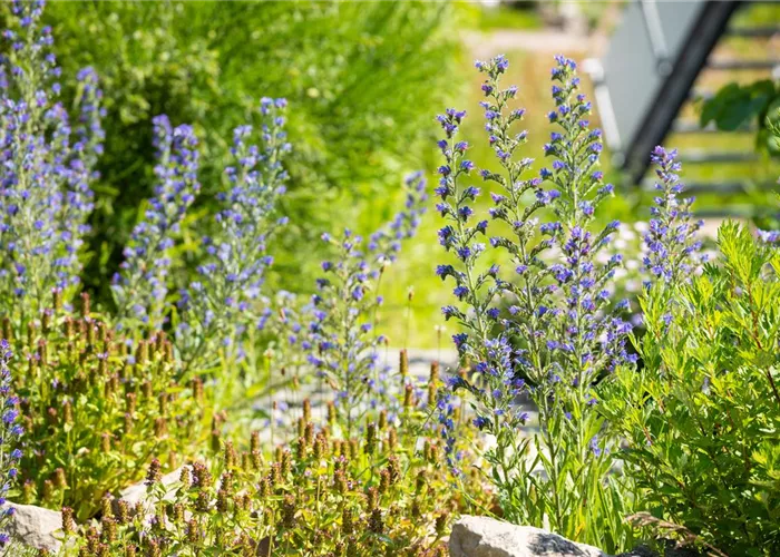 Echium vulgare