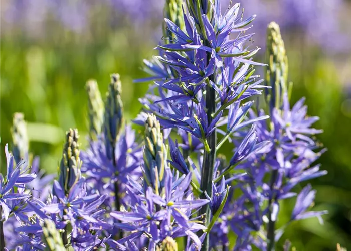 Camassia leichtlinii 'Caerulea' Camassia leichtlinii 'Caerulea'