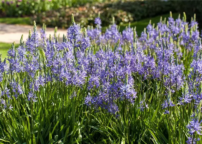 Camassia leichtlinii 'Caerulea'