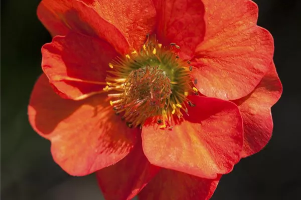 Garten-Nelkenwurz 'Mrs. Bradshaw'