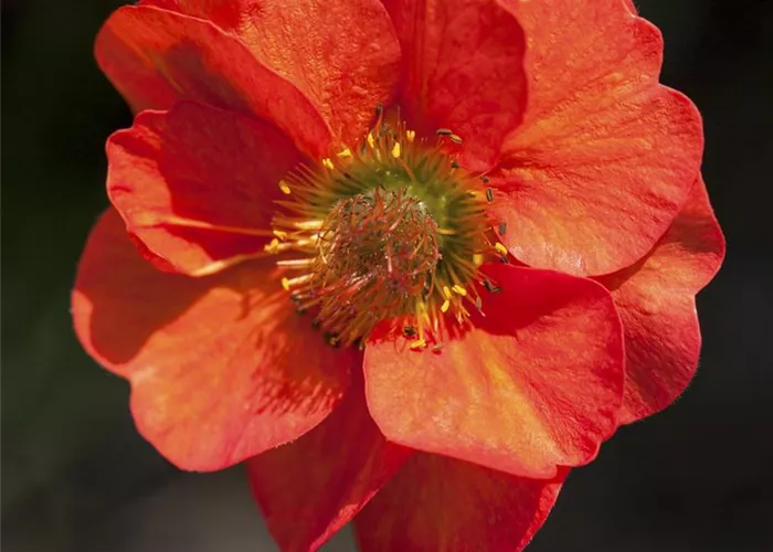 Geum chiloense 'Feuerball', gen.