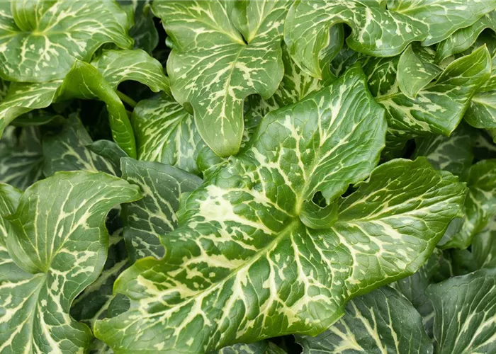 Arum italicum, weiß Arum italicum, weiß