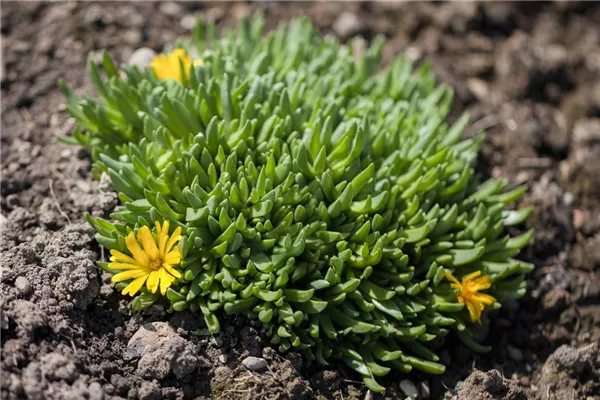 Lesotho-Mittagsblume