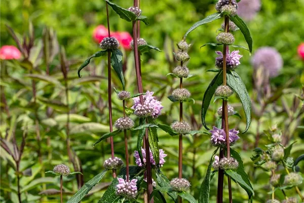 Garten-Knollen-Brandkraut 'Amazone'