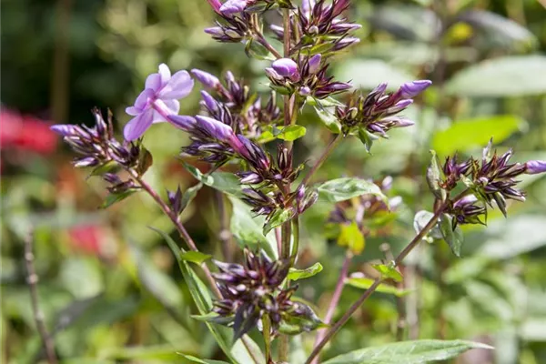 Garten-Flammenblume 'Clouds of Perfume'