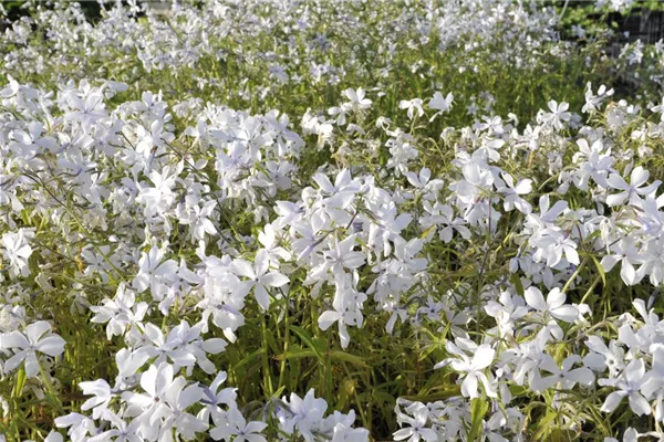 Wald-Phlox 'White Perfume'