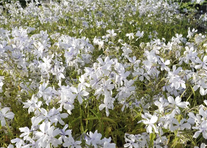 Phlox divaricata 'White Perfume'