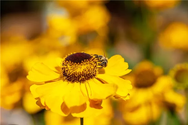 Garten-Sonnenbraut 'The Bishop'