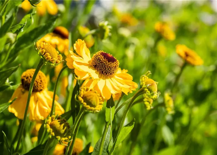 Helenium x cult.'Rauchtopas'