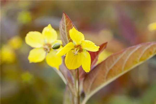Bewimperter Garten-Felberich 'Firecracker'