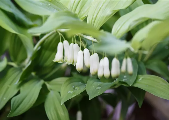 Polygonatum x cult.'Weihenstephan'