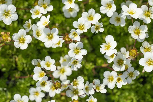 Garten-Moos-Steinbrech 'Adebar'