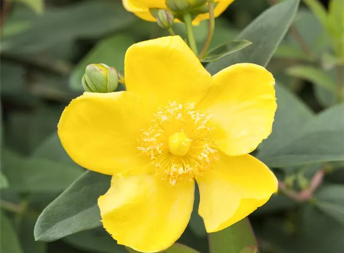 Großblumiges Johanniskraut 'Hidcote'