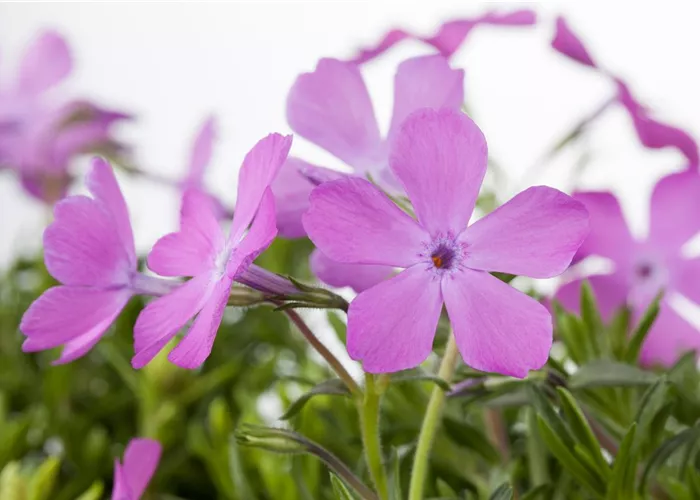 Phlox subulata 'Fort Hill'