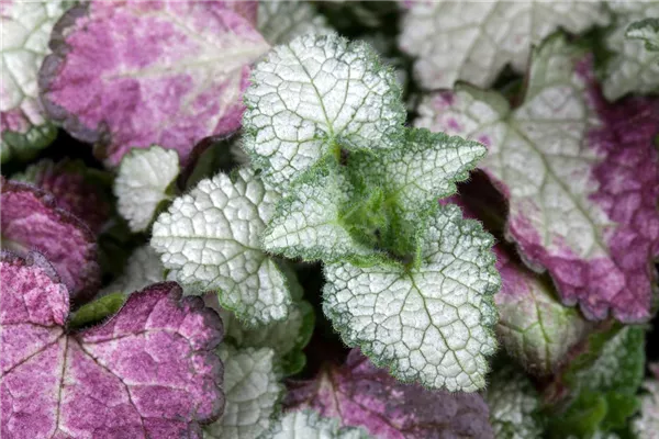 Gefleckte Garten-Taubnessel 'White Nancy'
