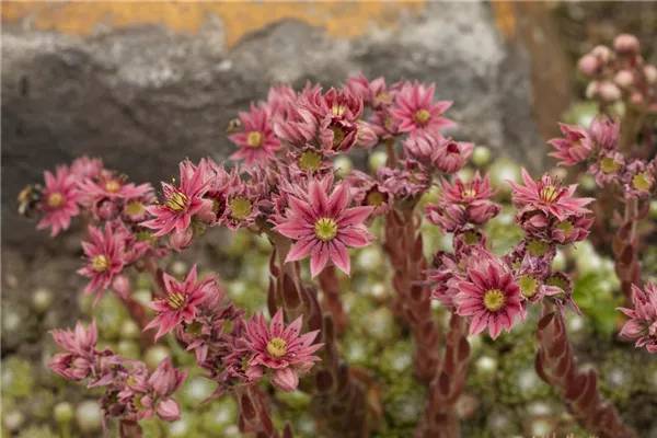 Spinnwebige Steinrose
