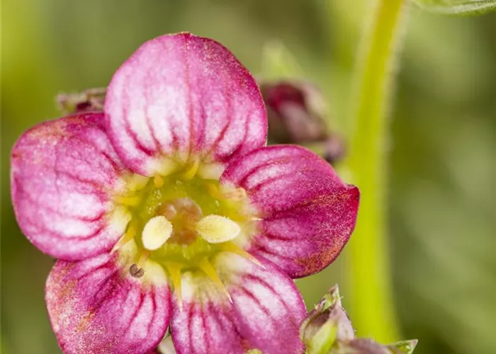 Saxifraga x arendsii 'Harder Zwerg'