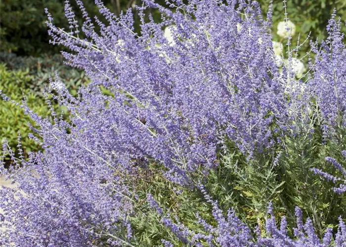 Perovskia atrip. 'Little Spire'-R-(Salvia yangii)