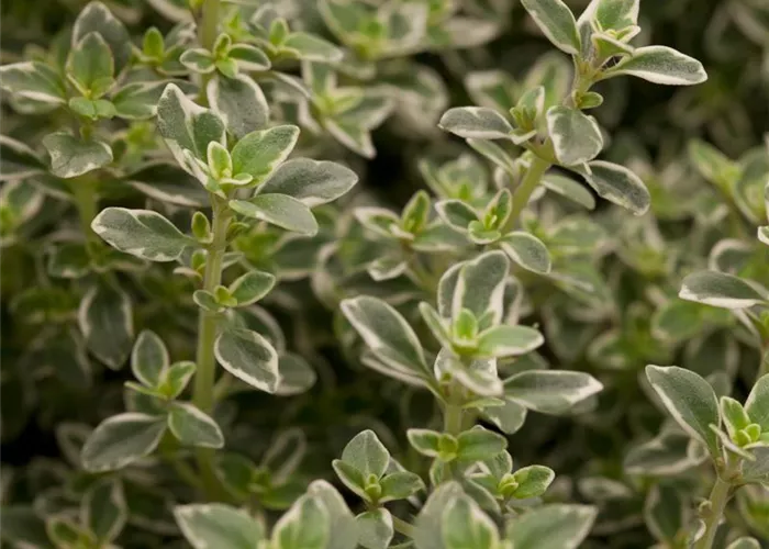 Thymus x citriodorus 'Silver King'