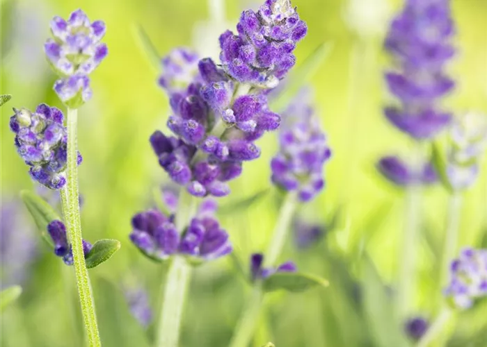 Lavandula angustifolia 'Essence Purple'