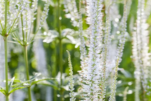 Garten-Kandelaberehrenpreis 'Diana'