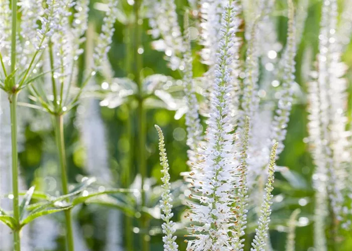Veronicastrum virginicum 'Diana'
