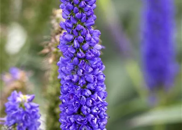 Veronica longifolia