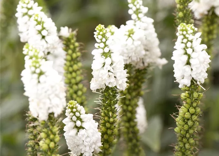 Veronica longifolia 'Alba'