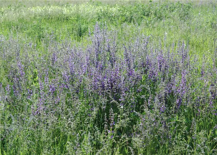 Salvia pratensis