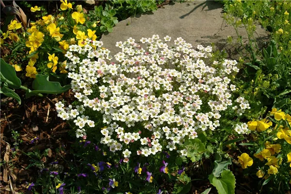 Garten-Moos-Steinbrech 'White Star'