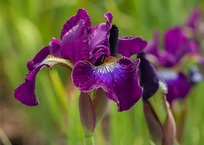 Iris sibirica 'Caesars Brother'