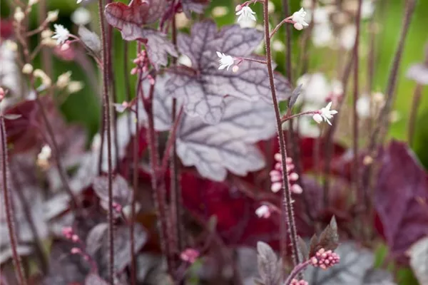 Garten-Silberglöckchen